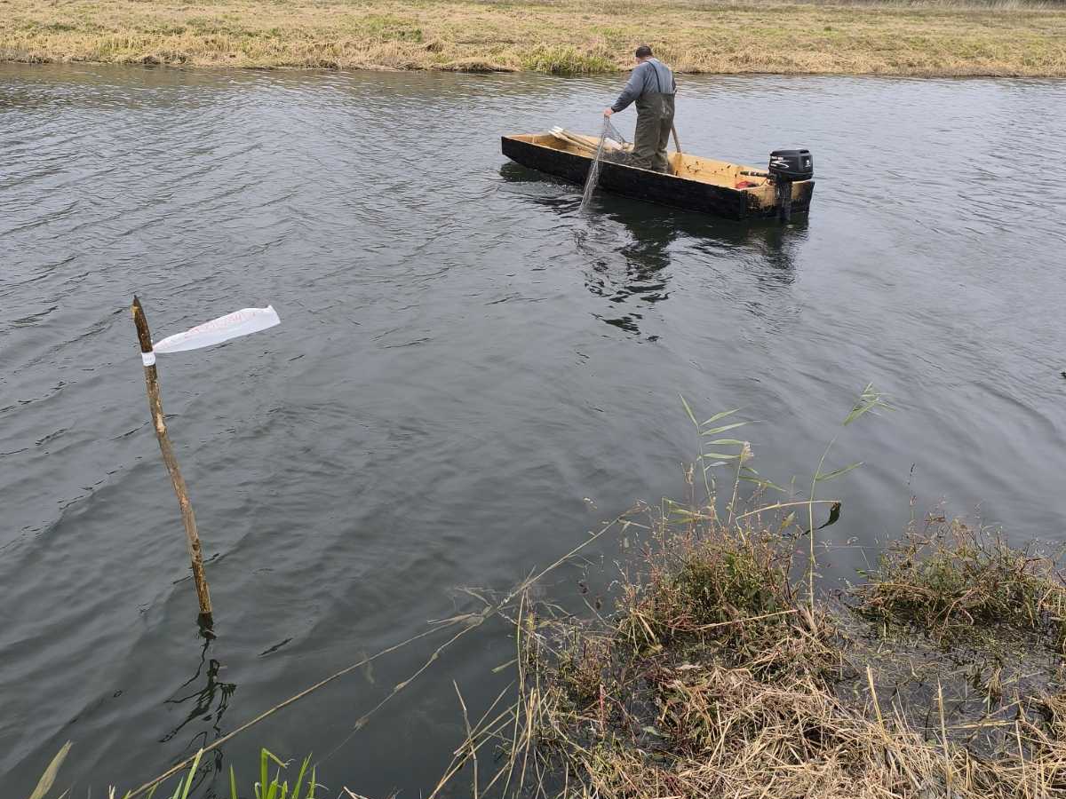 Megkezdődött a törpeharcsa gyérítés az Északi-övcsatornán