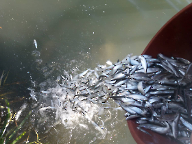 halmentes_20221021_10