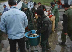 lehalaszas_telepites_11