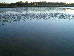 Lehalászás és telepítés