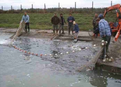 lehalaszas_telepites_4