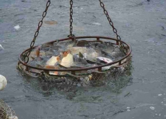 lehalaszas_telepites_5