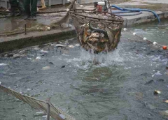 lehalaszas_telepites_6