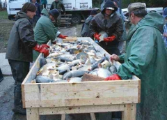 lehalaszas_telepites_9