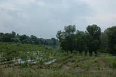 Tetőzik a Duna Tassnál (2009. június)