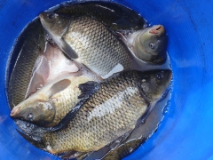 cshe_halfozo_2012_12