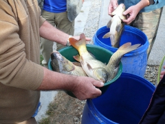 cshe_halfozo_2012_15