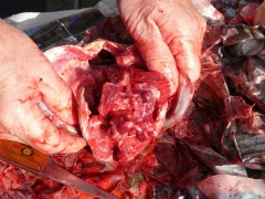 cshe_halfozo_2013-15