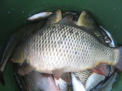 ifjusagi_tabor_2013-49