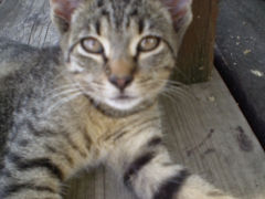 ifjusagi_tabor_2014-22