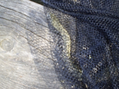 ifjusagi_tabor_2014-25