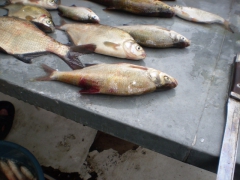 ifjusagi_tabor_2014-36