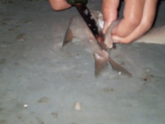 ifjusagi_tabor_2014-60