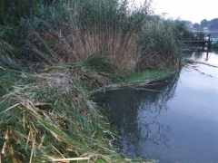 Környezetszennyezés a Duna-ágon