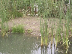 Környezetszennyezés a Duna-ágon