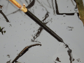 olajszennyezes_202012_10