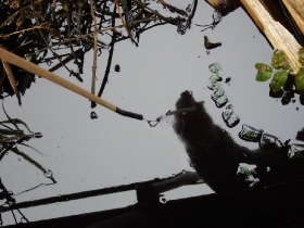 olajszennyezes_202012_14