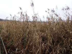 olajszennyezes_202012_1