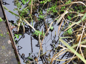 olajszennyezes_202012_28