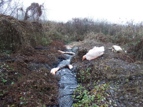 Olajszennyezés Szigetszentmiklóson (2020. december)