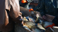 2010. őszi lehalászás Makádon