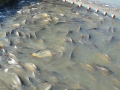 lehalaszas_2010_deme_10