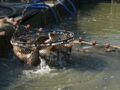 lehalaszas_2010_deme_11