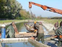 lehalaszas_2010_deme_13