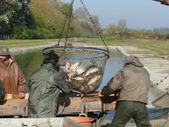 lehalaszas_2010_deme_14