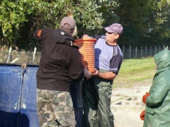 lehalaszas_2010_deme_17