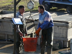 lehalaszas_2010_deme_22