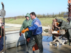 lehalaszas_2010_deme_45