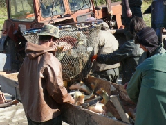 lehalaszas_2010_deme_48