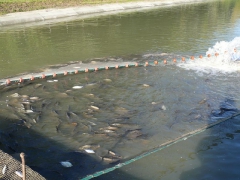 lehalaszas_2010_deme_7