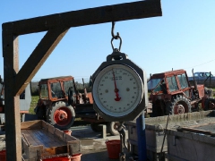 lehalaszas_2010_deme_9