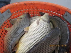 2015 őszi lehalászás