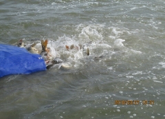 2018 tavaszi haltelepítés