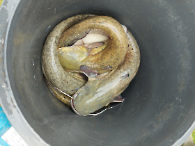 Csuka- és harcsatelepítés, Makád, 2023.04.24.