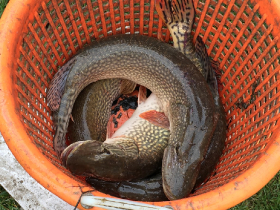 anyahal_telepites_20220407_1