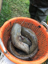 anyahal_telepites_20220407_3