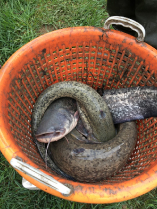 Csuka és harcsa anyahalak lehalászása (2022.04.07)