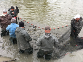 anyahal_telepites_20220407_5