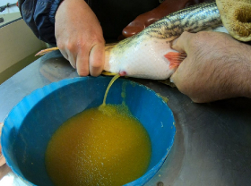 csukaszaporitas_2020_10