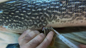 csukaszaporitas_2020_11