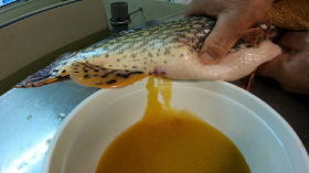 csukaszaporitas_2020_13