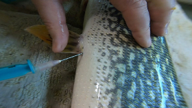 csukaszaporitas_2020_2