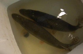 Csukaszaporítás, Ráckeve, 2020