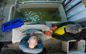 csukaszaporitas_2020_6