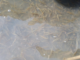 csukatelepites_20220503_10