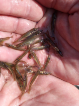 csukatelepites_20220503_11